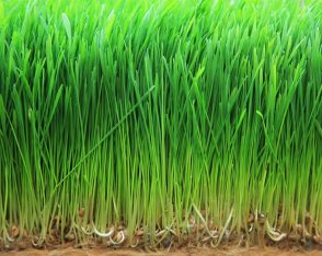 informasi tentang rumput gandum