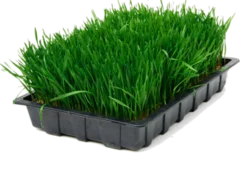 1 wadah besar rumput gandum segar