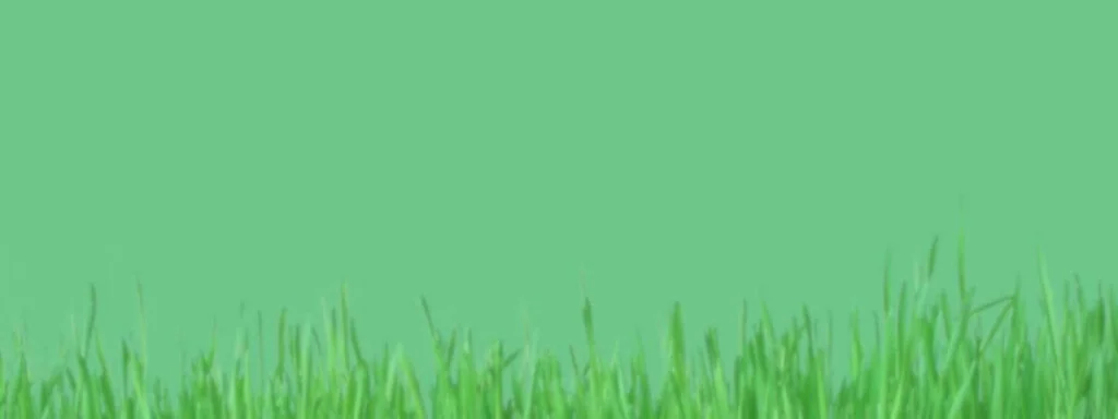 wheatgrass rumput gandum background